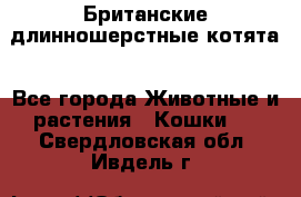 Британские длинношерстные котята - Все города Животные и растения » Кошки   . Свердловская обл.,Ивдель г.